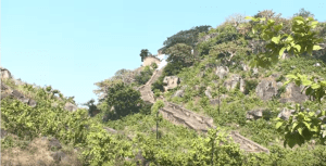 Researchers discover anti-diabetic herb on Gaya's Brahmayoni Hill