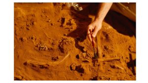 Fossil study finds how sea level changes shaped early life on Earth