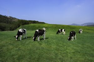 China shuts cattle farm after anthrax outbreak, five human infections