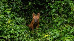 Search operation underway in UP's Bahraich to hunt remaining two wolves