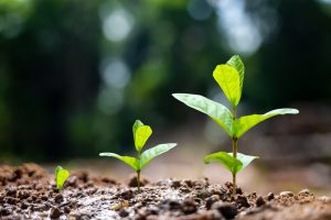 Ministry of Defence plans to plant 1.5 million trees nationwide