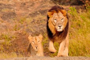 PM Modi highlights lion conservation efforts on World Lion Day