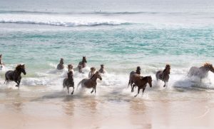 Indonesia to reform tourism on tropical island Bali
