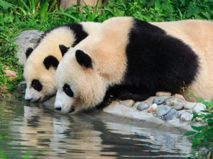 Giant panda habitat opens at California zoo to much fanfare