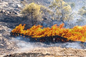 Greek wildfire spreads to edge of Athens; towns, hospitals evacuated