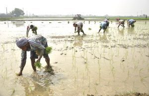 Kharif sowing exceeds last year's figures