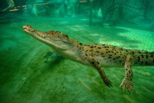 Cull or caution: Australia weighs tactics to thin crocodile numbers