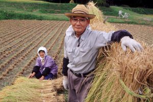 Heat stroke risk won't stop Japan's ageing farmers as temperatures soar