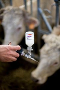 France reports bluetongue disease outbreak near Belgian border