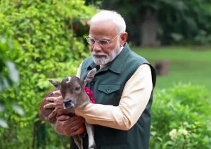 PM Modi welcomes 'Deepjyoti', calf born at his residence, shares video
