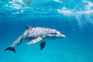 Dolphins dying again in Amazon lake made shallow by drought