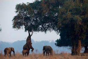 Zimbabwe to cull 200 elephants to feed people left hungry by drought