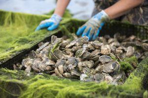 Italy oyster farmers dream of pearls from warming Mediterranean
