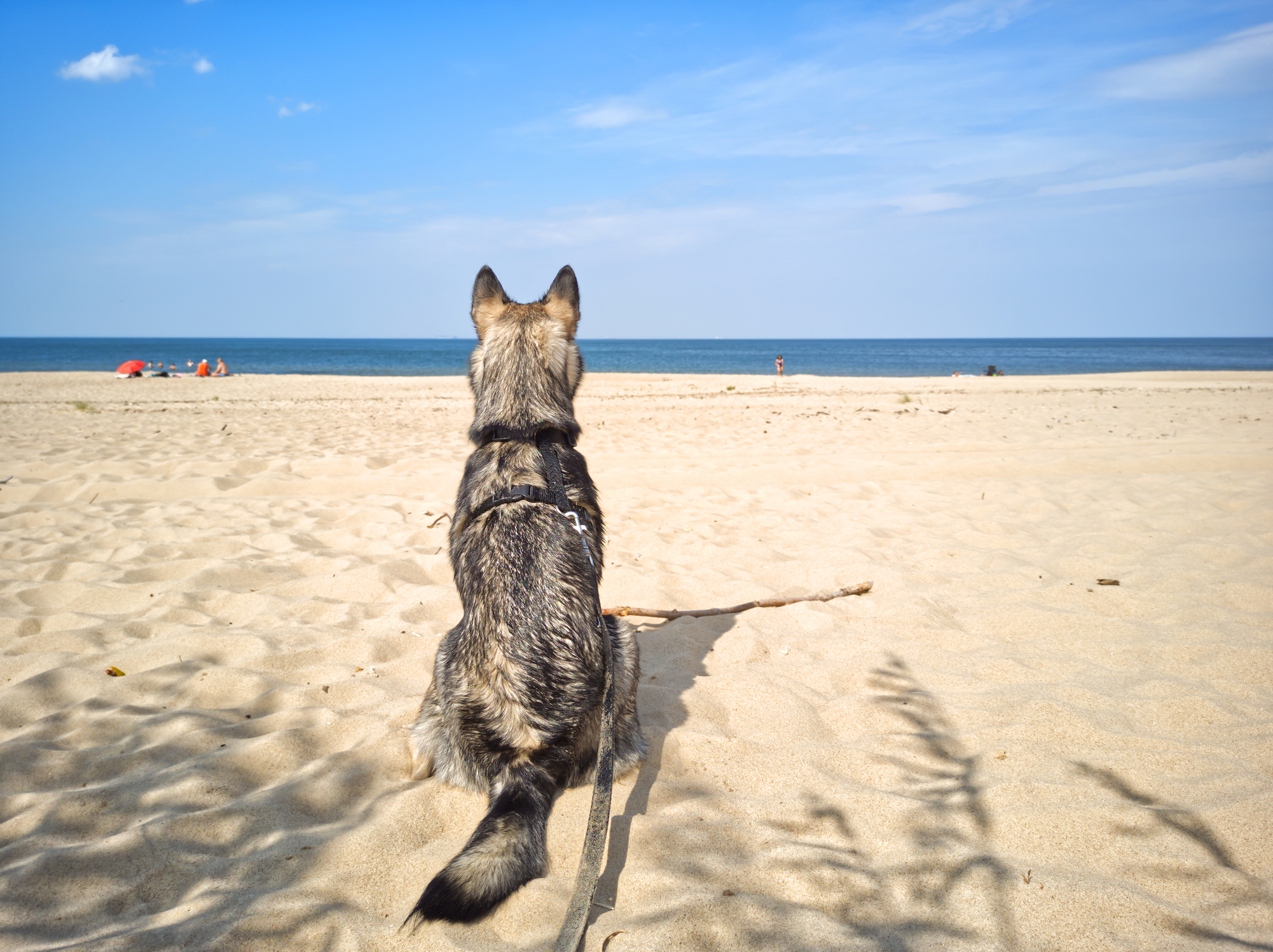 The struggle to save dogs on the island of Saipan