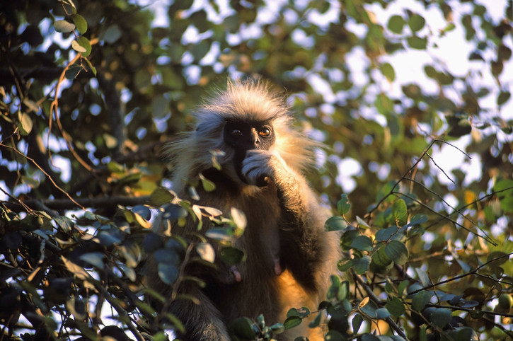 Golden Langurs in Assam face population decline amid loss of habitat