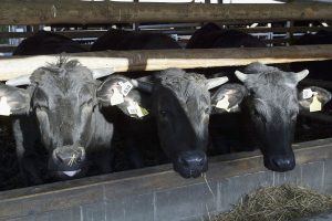 Fake cows ready for milking at state fairs as bird flu looms