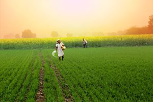 Union Cabinet approves Rs. 35,000 crore continuation of PM-AASHA schemes to support farmers and control price volatility