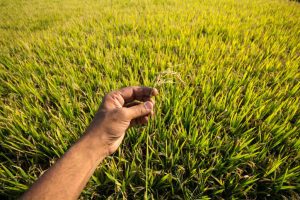 Why India's easing of export curbs is important to global rice trade