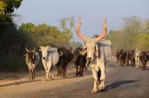 Maharashtra govt declares indigenous cow as 'Rajya Mata', launches subsidy scheme