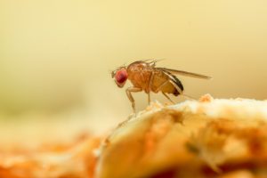 Scientists map fruit fly brain in neurobiological milestone