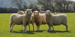 Dutch identify bluetongue variant in livestock, no available vaccine