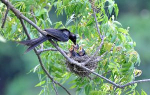 Study documents extinction of 610 bird species and ecological impacts
