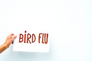 California reports five possible human bird flu cases