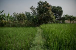 Hailstorm damages 40% of paddy crop in Nepal's Parbat district