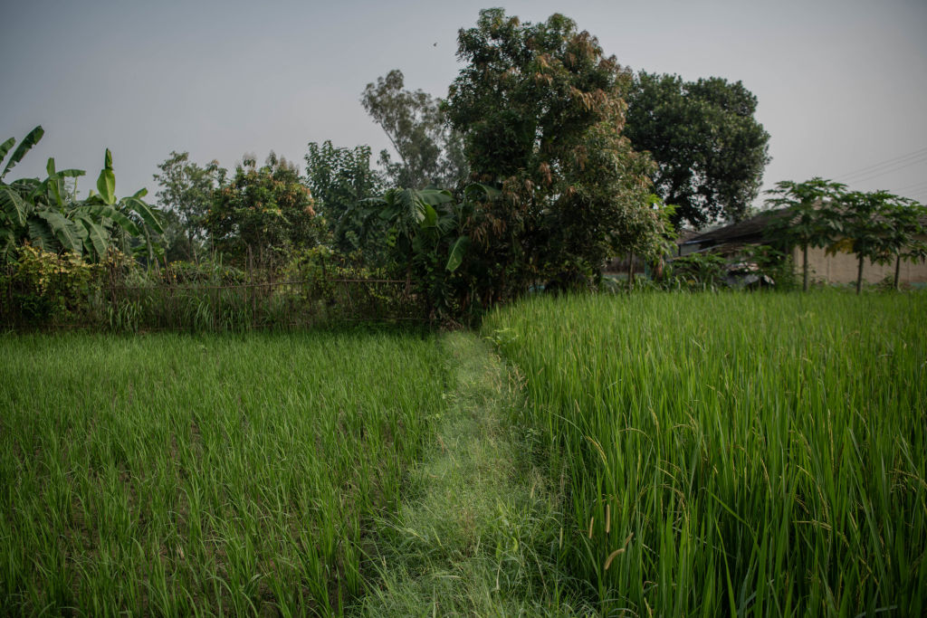 Hailstorm damages 40% of paddy crop in Nepal’s Parbat district