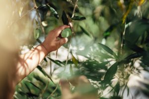 Spanish olive trees find new home on Hungary's slopes as climate warms