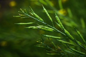 Cabinet approves MSP for Rabi crops for marketing season 2025-26