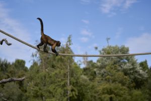 Himachal Pradesh's Durgesh Aranya Zoological Park' set to become India's first Zoo with IGBC certification: CM Sukhu