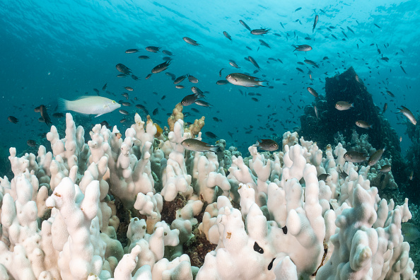 Global coral bleaching event expands, now the largest on record