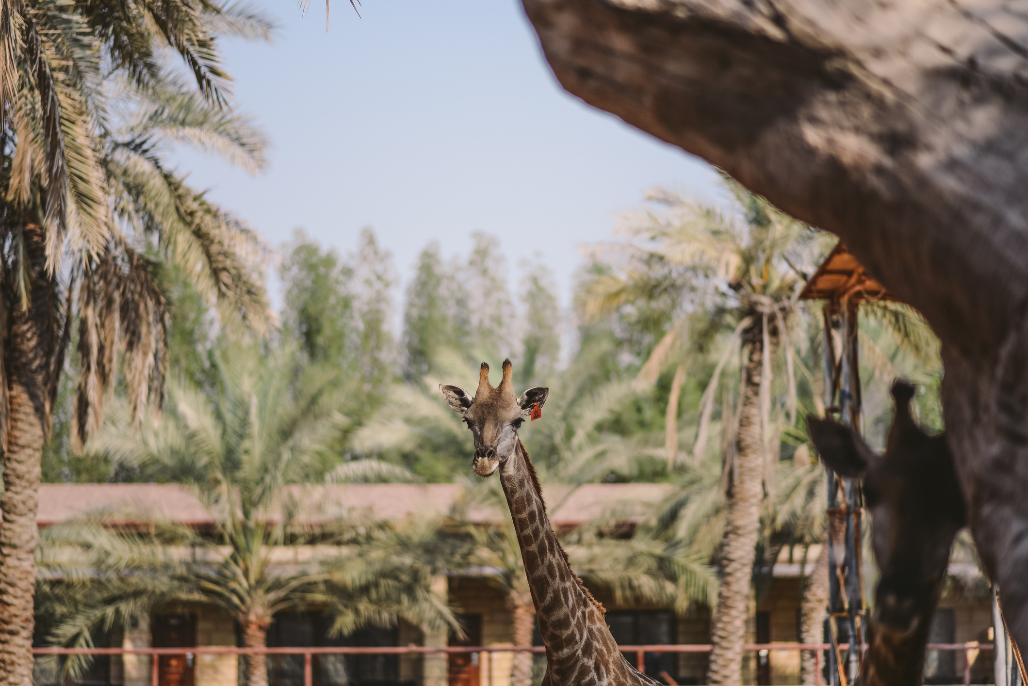 After decades of war, Somalia’s only zoo roars to life