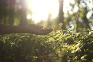 Countries must report nature protection plans to the UN. What does that mean?