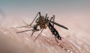 Sri Lanka battles surge in dengue fever, with more than 44,000 cases so far this year