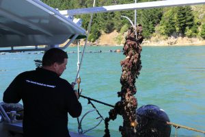 Greece's mussel harvest wiped out by warming seas
