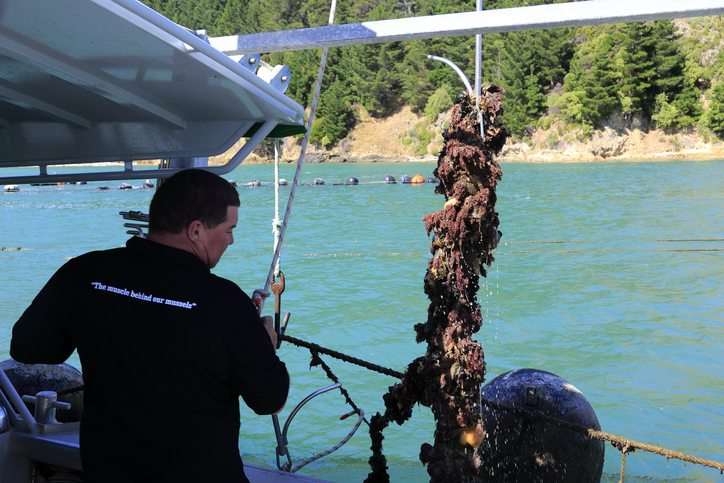 Greece’s mussel harvest wiped out by warming seas