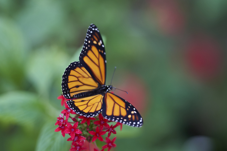 Monarch butterfly may gain threatened species status in US