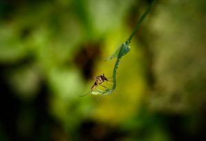 Malaria cases, deaths in India decline by 69pc between 2017-2023: WHO