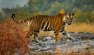 Tigress spotted in Udanti-Sitanadi Tiger Reserve after 8 years, new entry in Tiger Census 2026 records