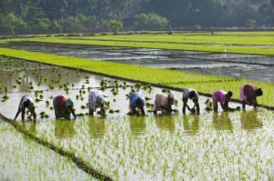 Inflation burden eases for farm and rural labourers