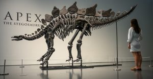 New York museum unveils 'Apex' - an almost complete Stegosaurus