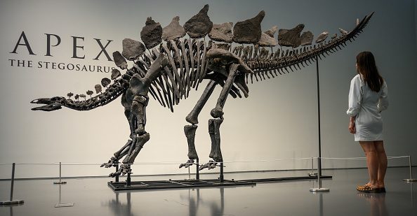 New York museum unveils ‘Apex’ – an almost complete Stegosaurus