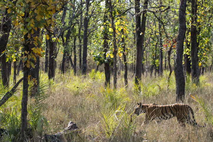 Govt updates forest cover data and implements forest conservation amendments