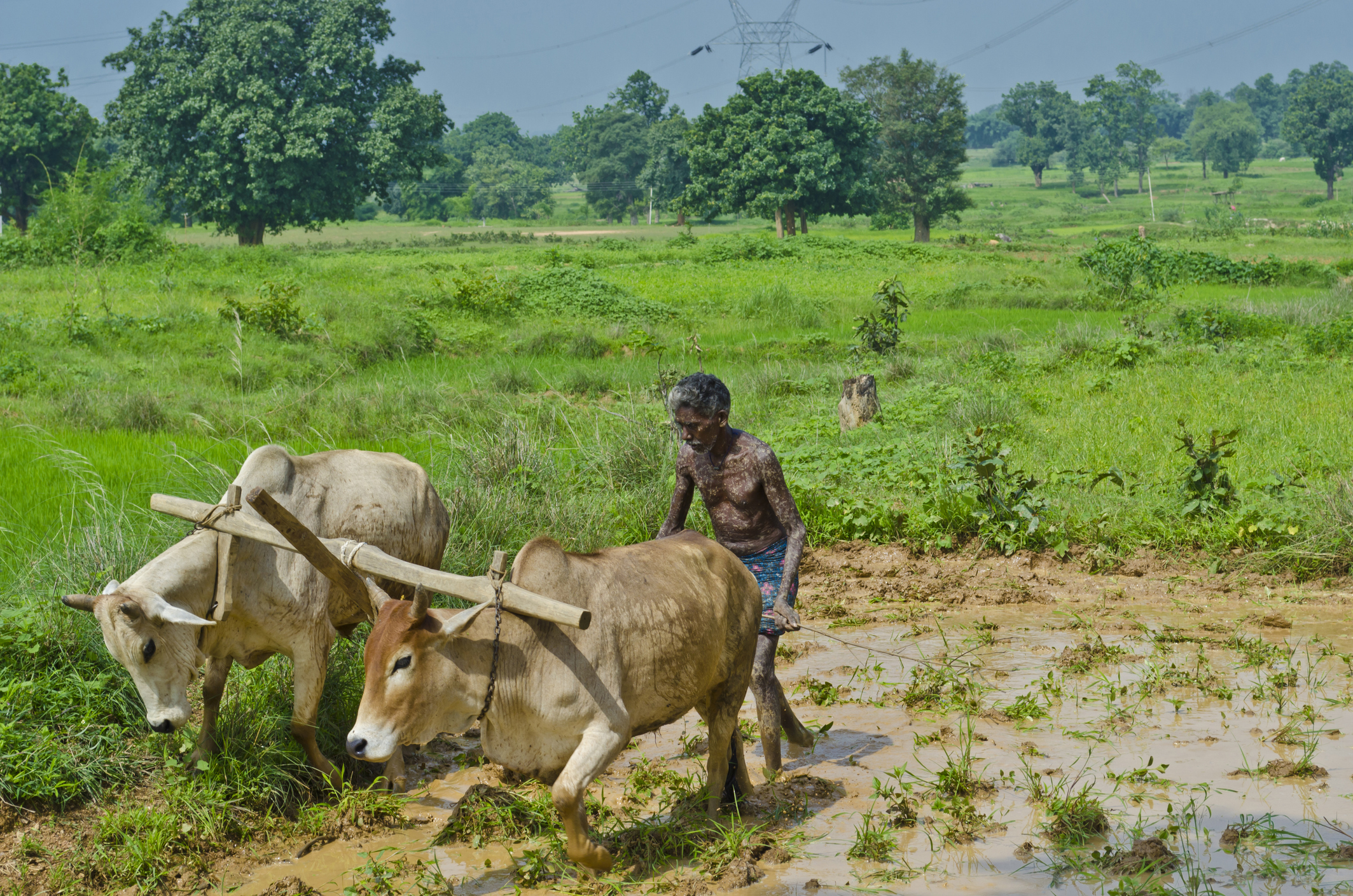 RBI Increases Collateral-Free Loan Limit for Farmers to Rs 2 Lakh