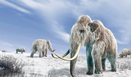 Young mammoth remains found nearly intact in Siberian permafrost