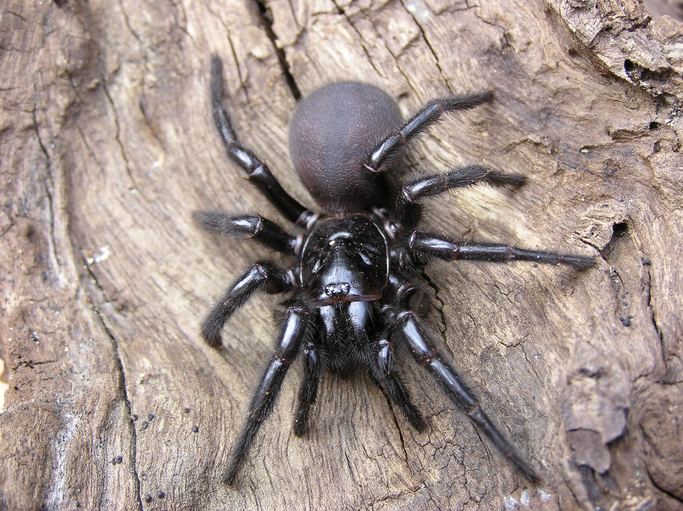 Australian scientists discover bigger species of deadly funnel web ...