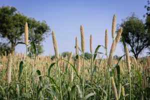 Govt's steps for agricultural diversification and farmer welfare drive growth across the sector