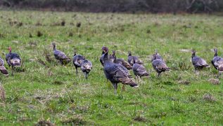 US reports first outbreak of deadly H7N9 bird flu since 2017